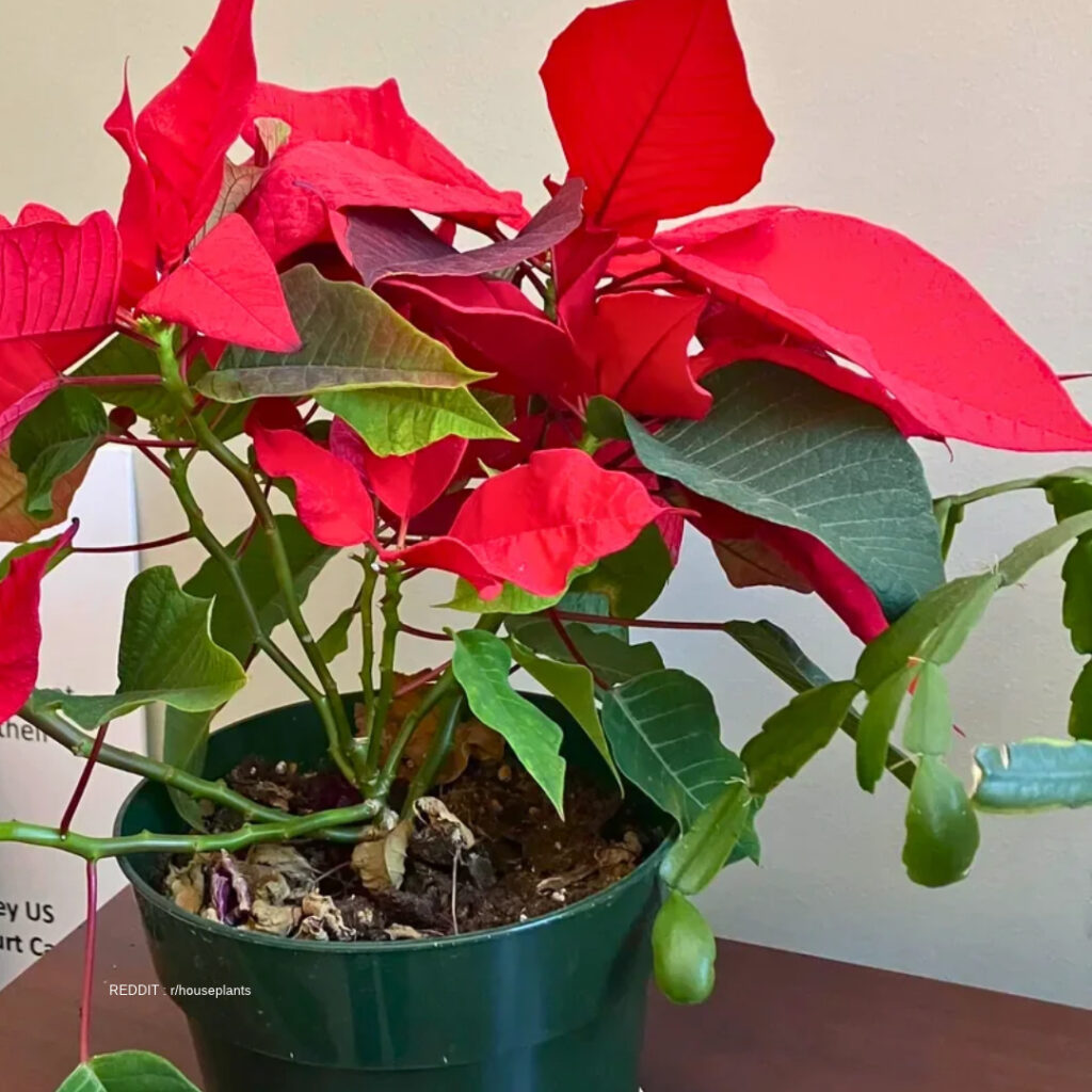 Poinsettia with Christmas Cactus 1