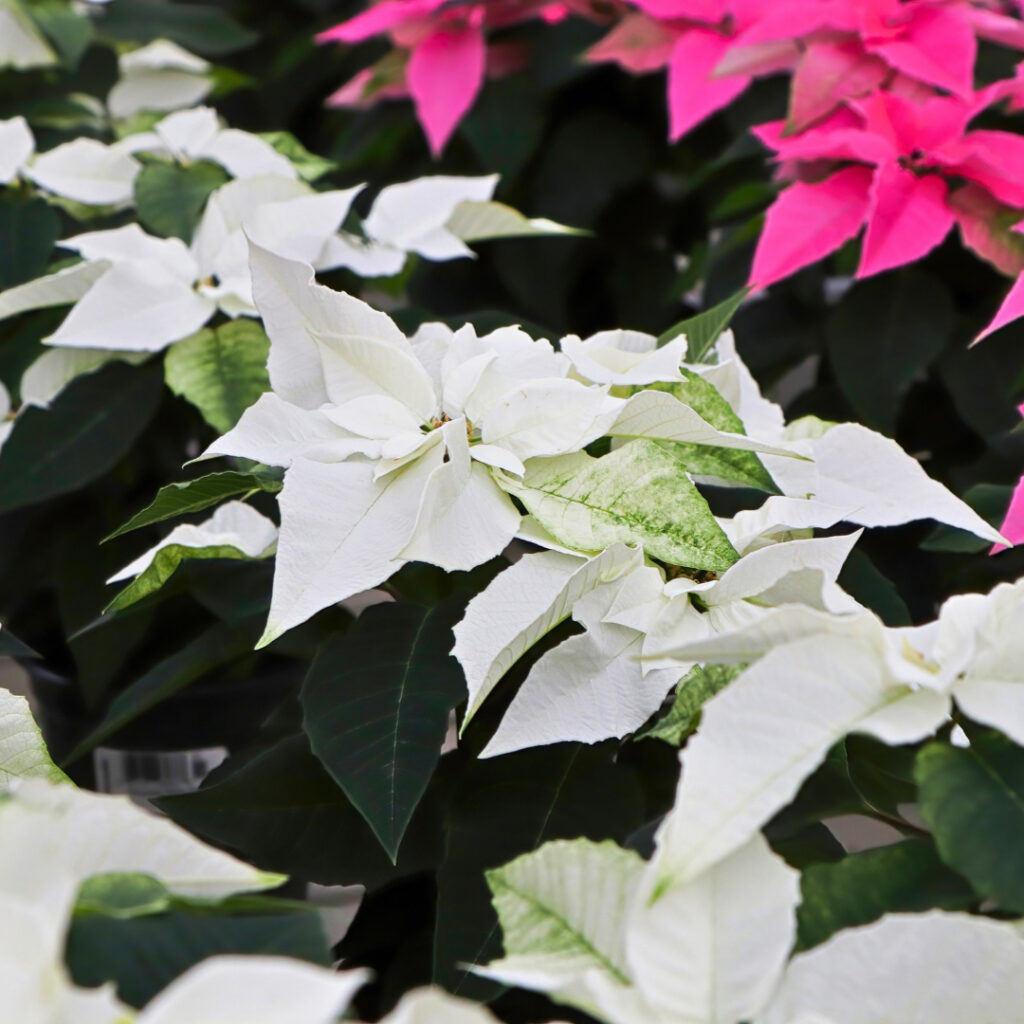 Poinsettias Varieties