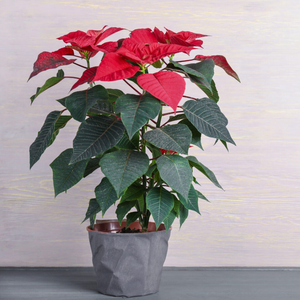 Poinsettias in a pot