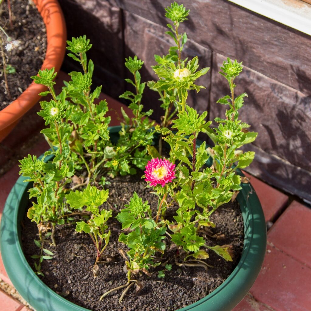 Potted Asters