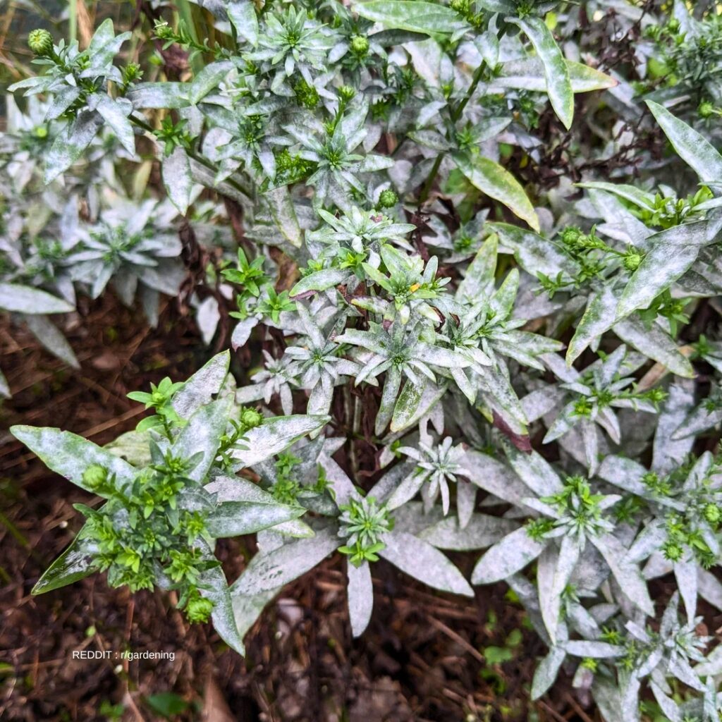 Powdery mildew in Aster