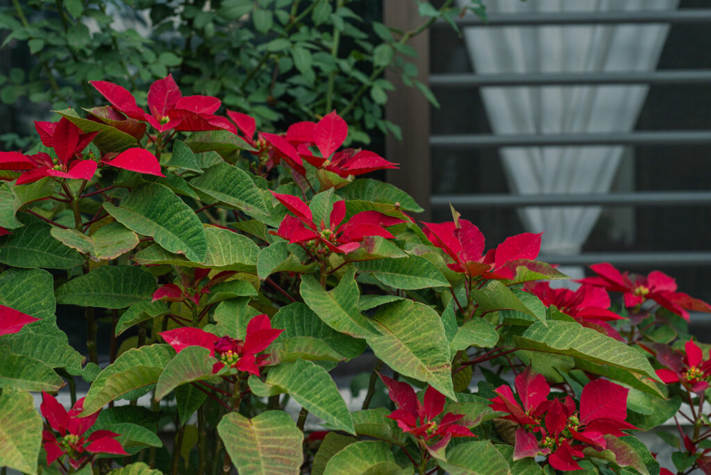 Prestige Red Poinsettia