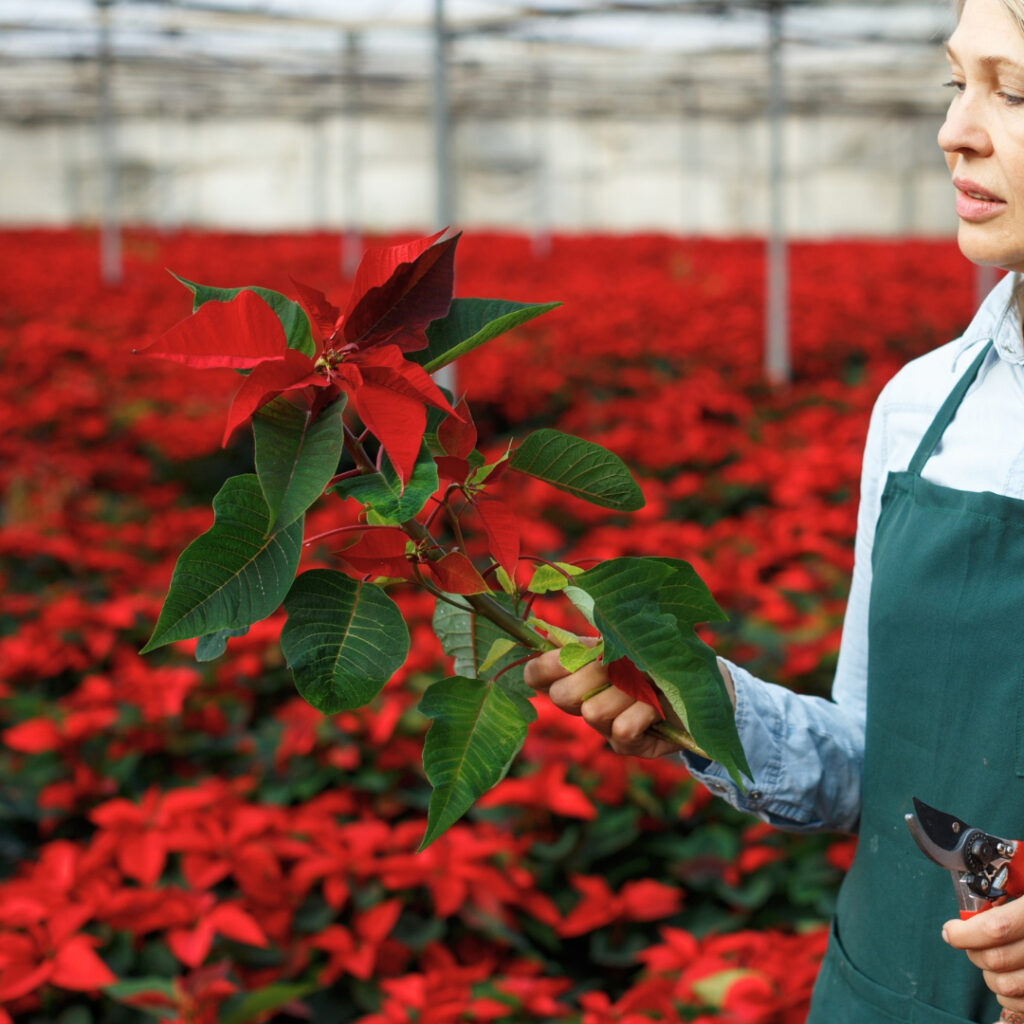 Pruniing Poinsettias 1