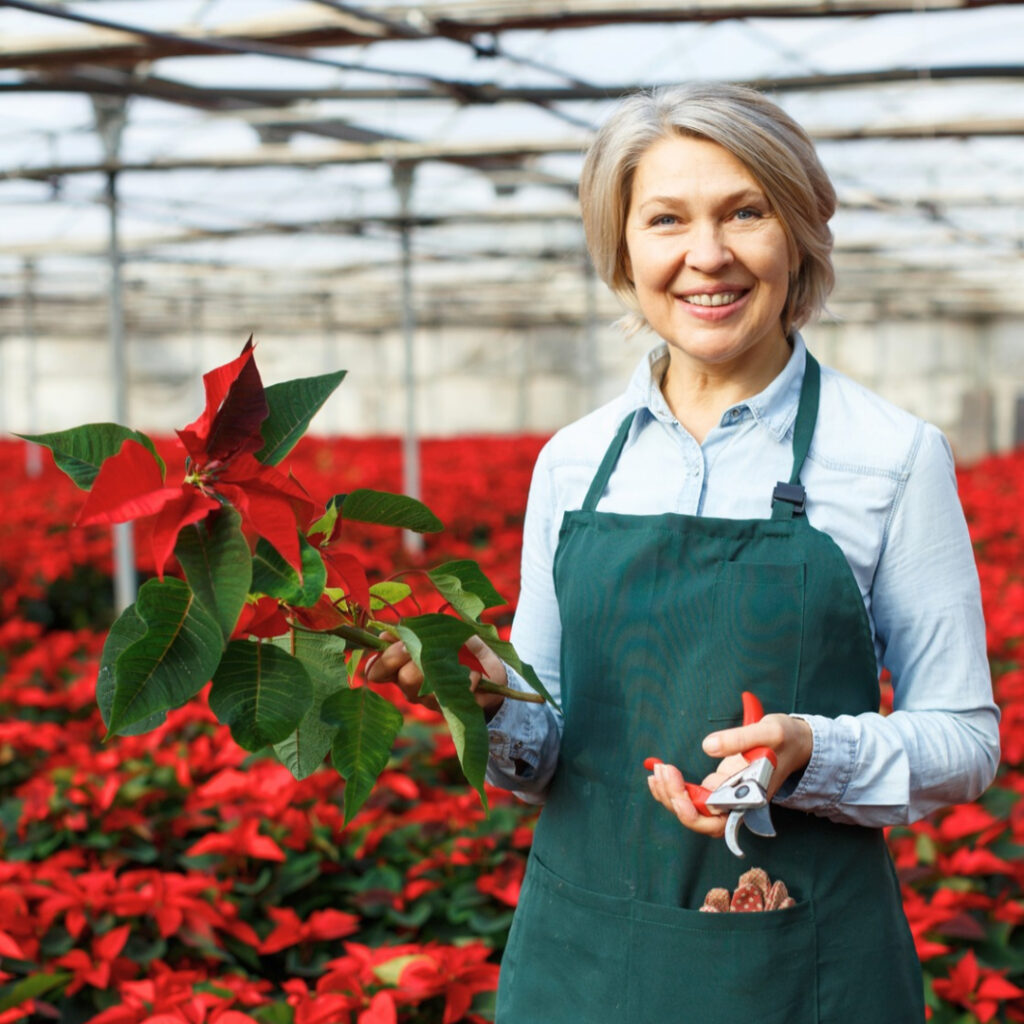 Pruniing Poinsettias