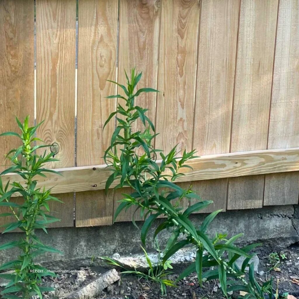 Pruning Aster