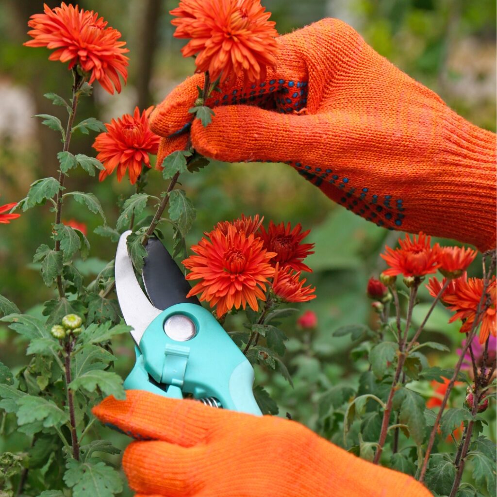 Pruning Chrysanthemum 2