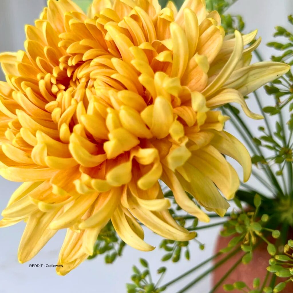 Pruning Chrysanthemum 3