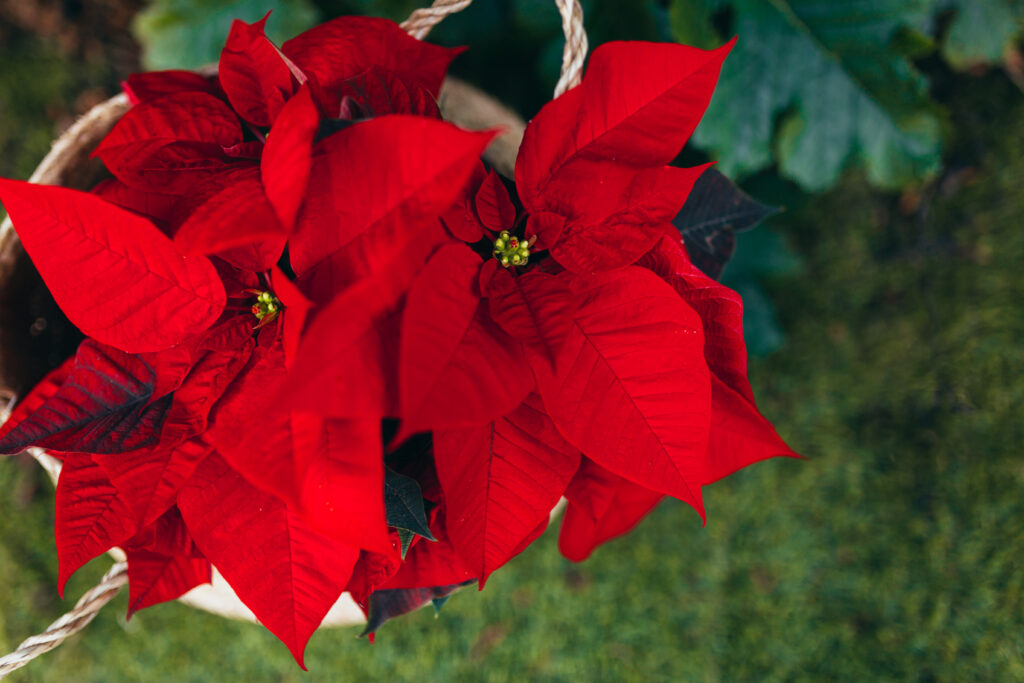 Reblooming Poinsettia Flowers