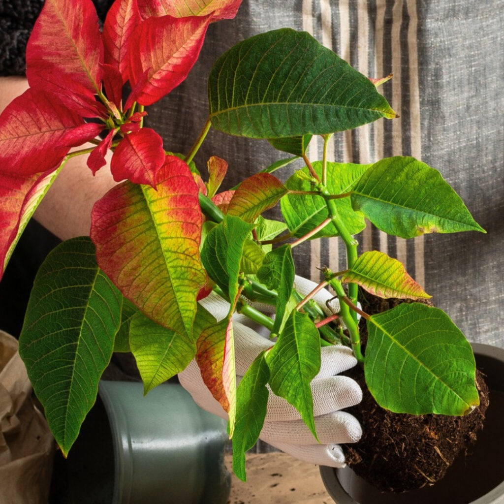 Repotting Poinsettia