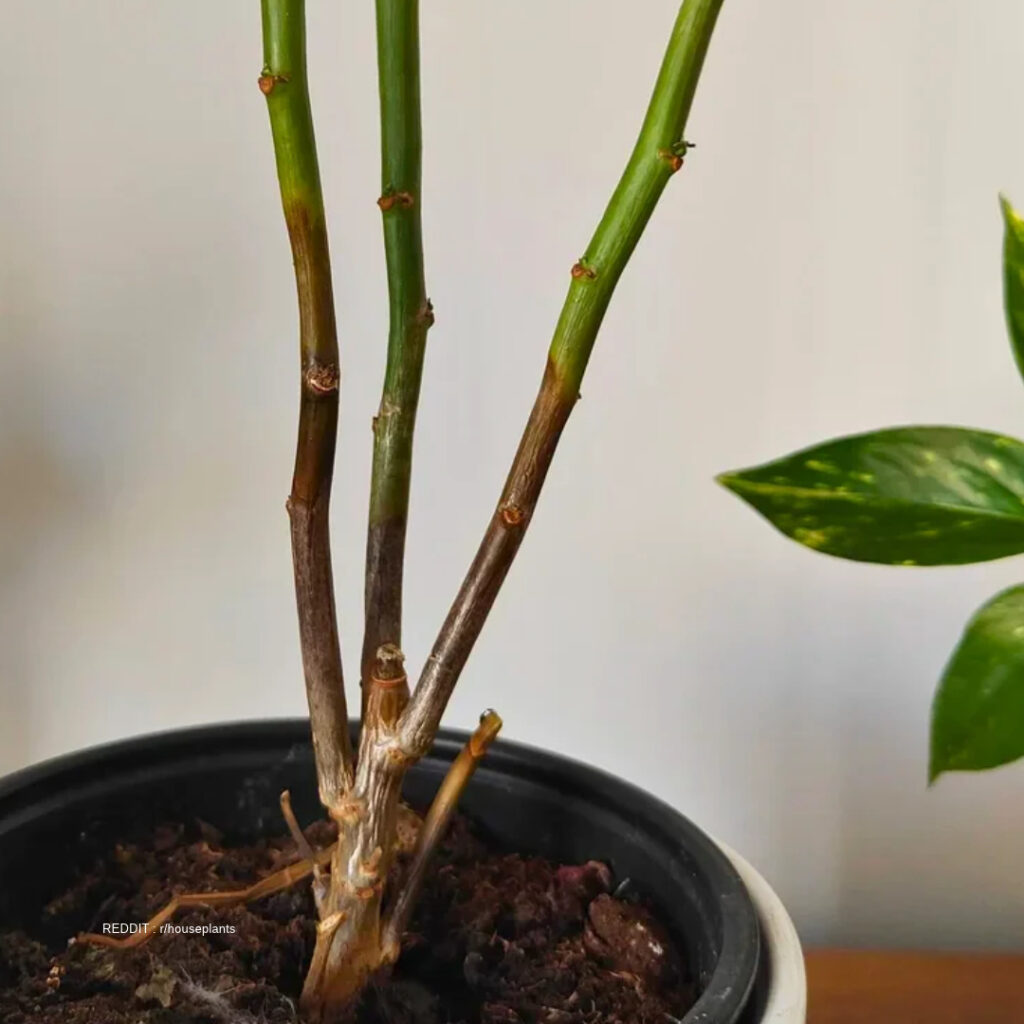 Root rot in Poinsettia