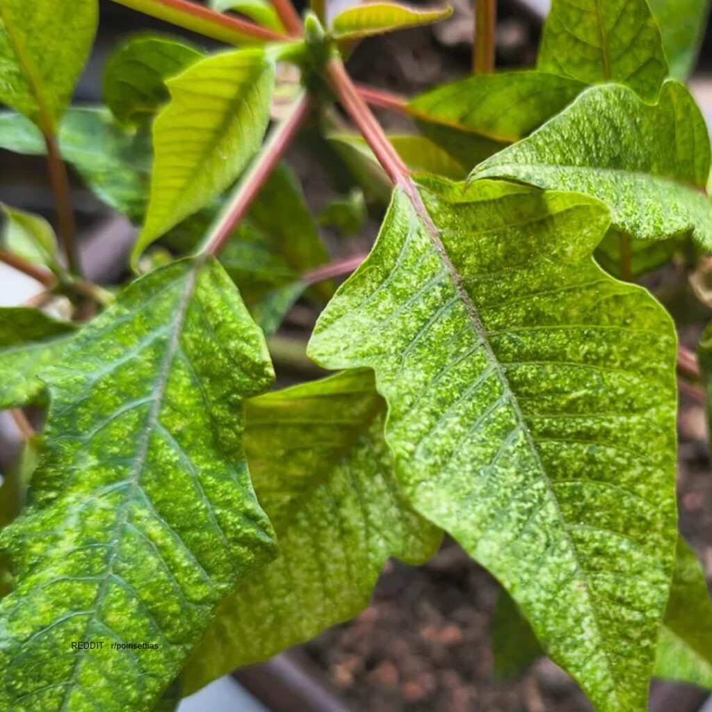 Spider mites in Poinsettias