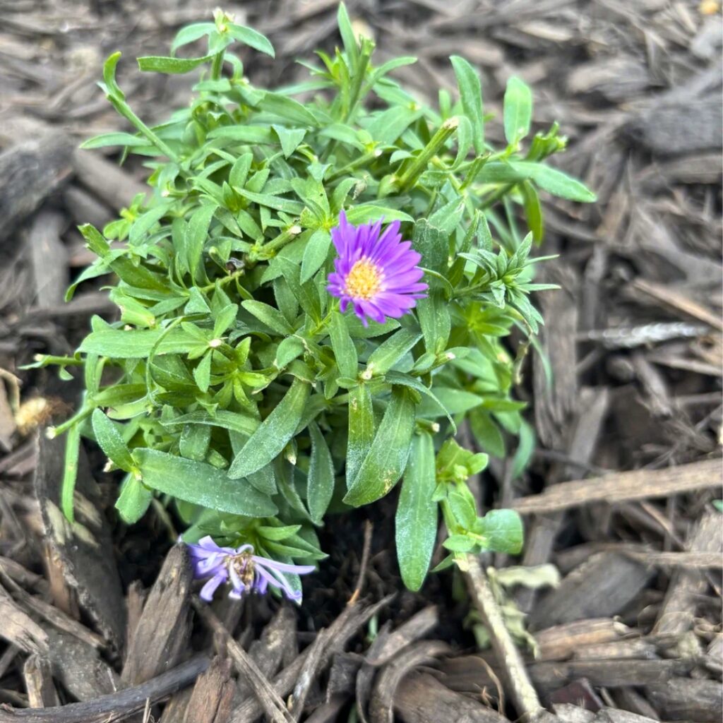 Watering Aster