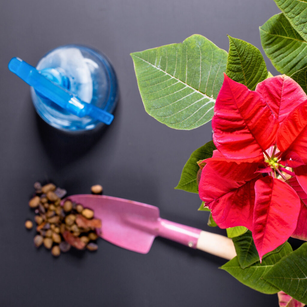 Watering Poinsettia plants 1