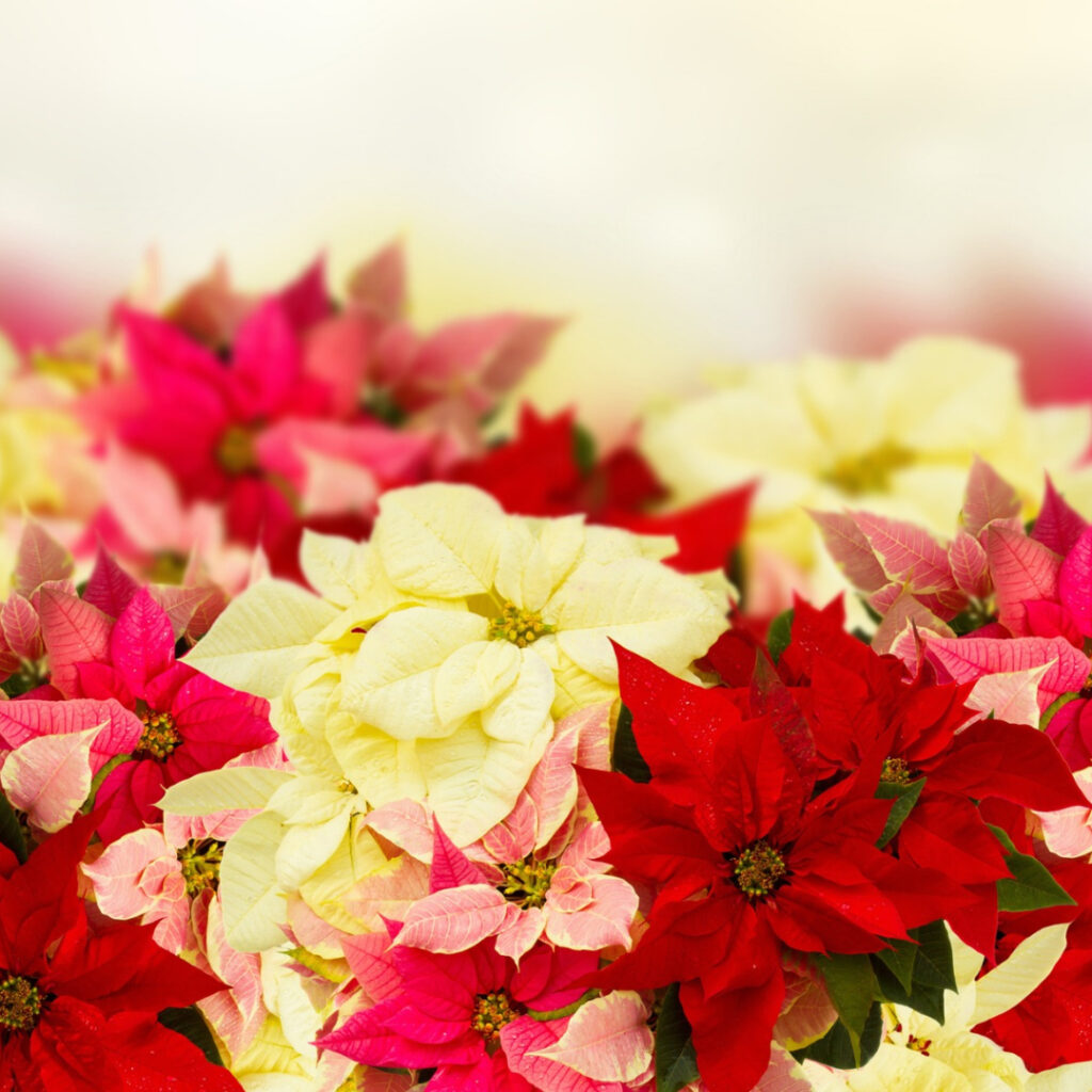 White And Cream Poinsettias 1