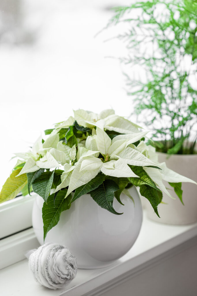 White And Cream Poinsettias