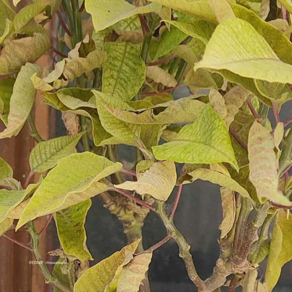 Yellowing Poinsettia leaves