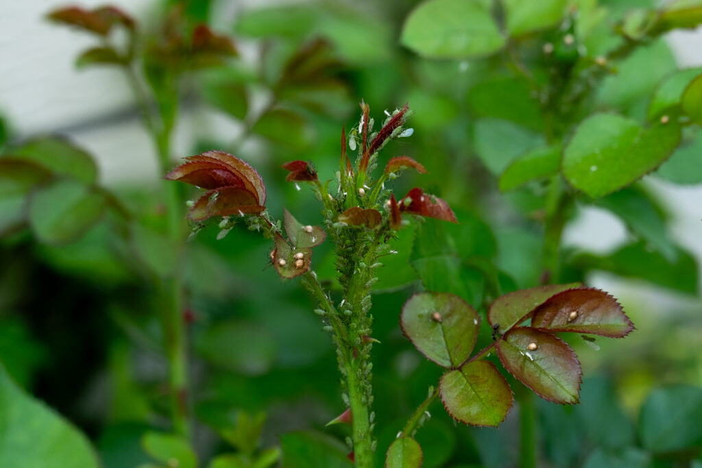 Alphids on Rose