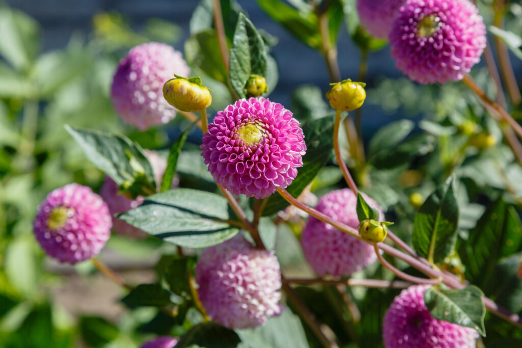 Ball Dahlias 1
