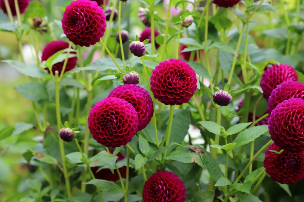 Ball Dahlias