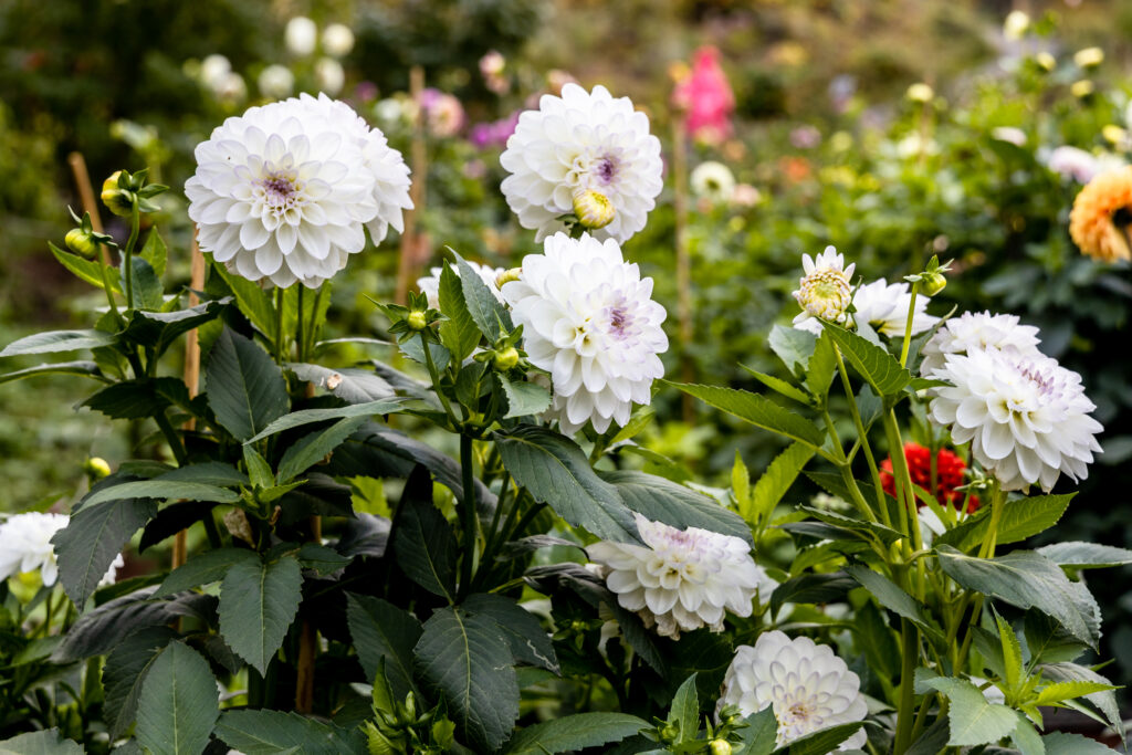 Blooming Dahlias