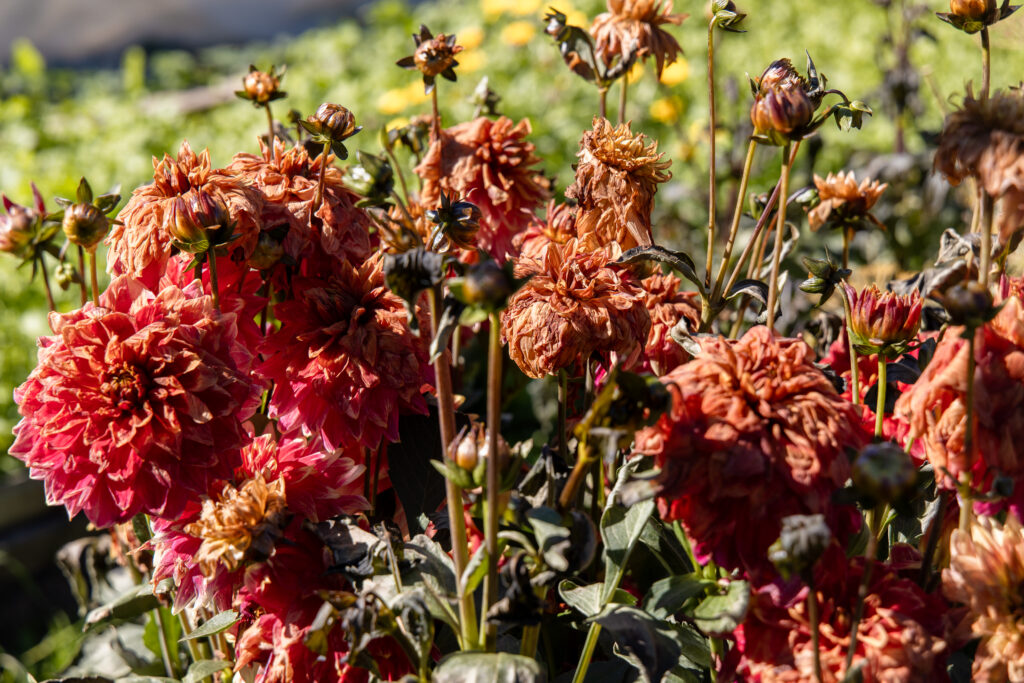Burnt Dahlia Flowers