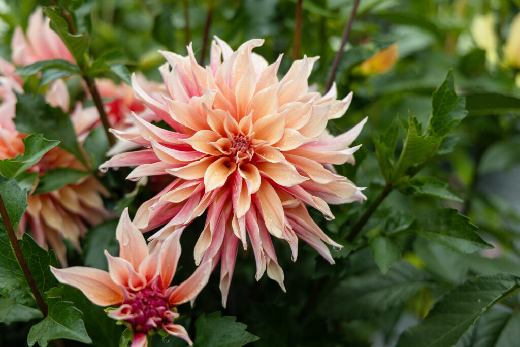Cafe au Lait Dahlias