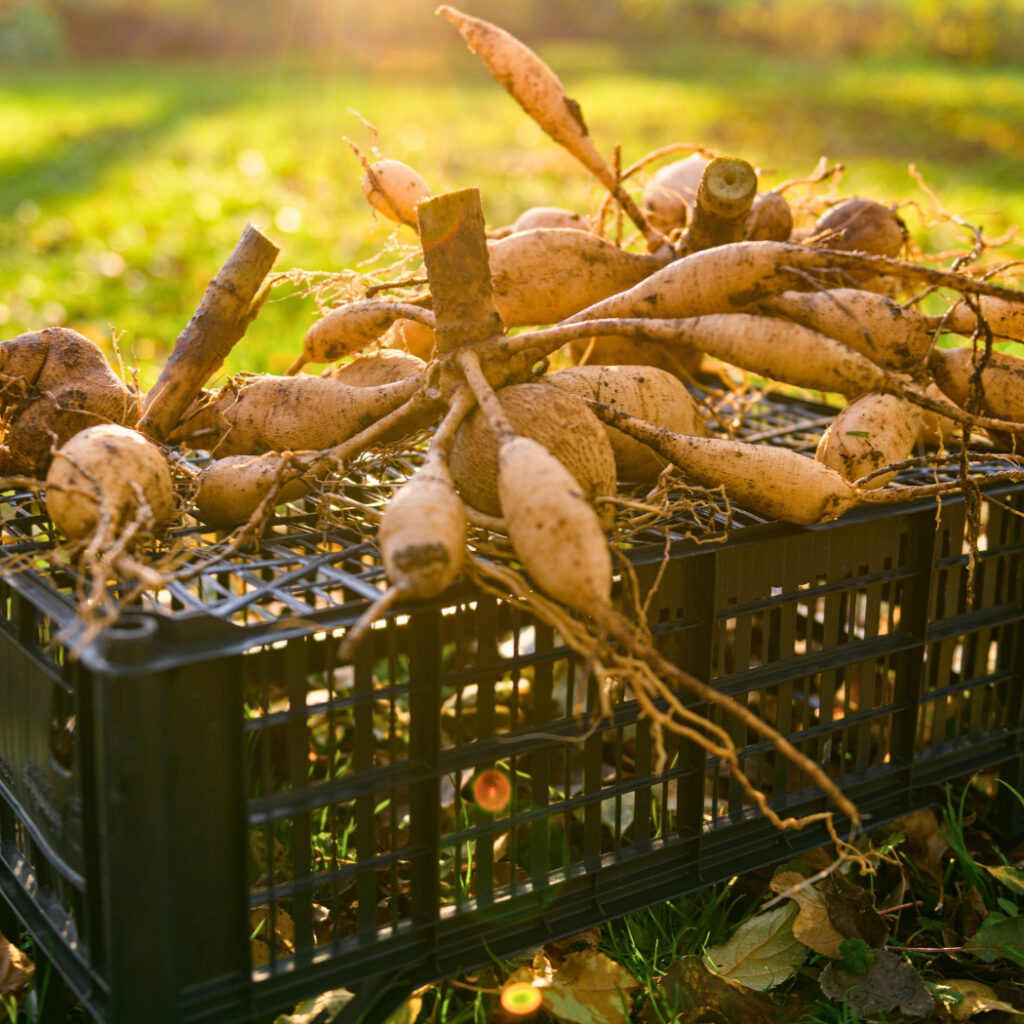 Cleaned Dahlia Tubers