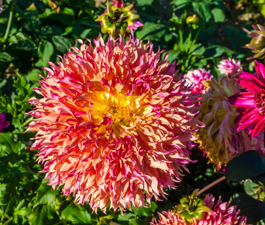 Dahlia