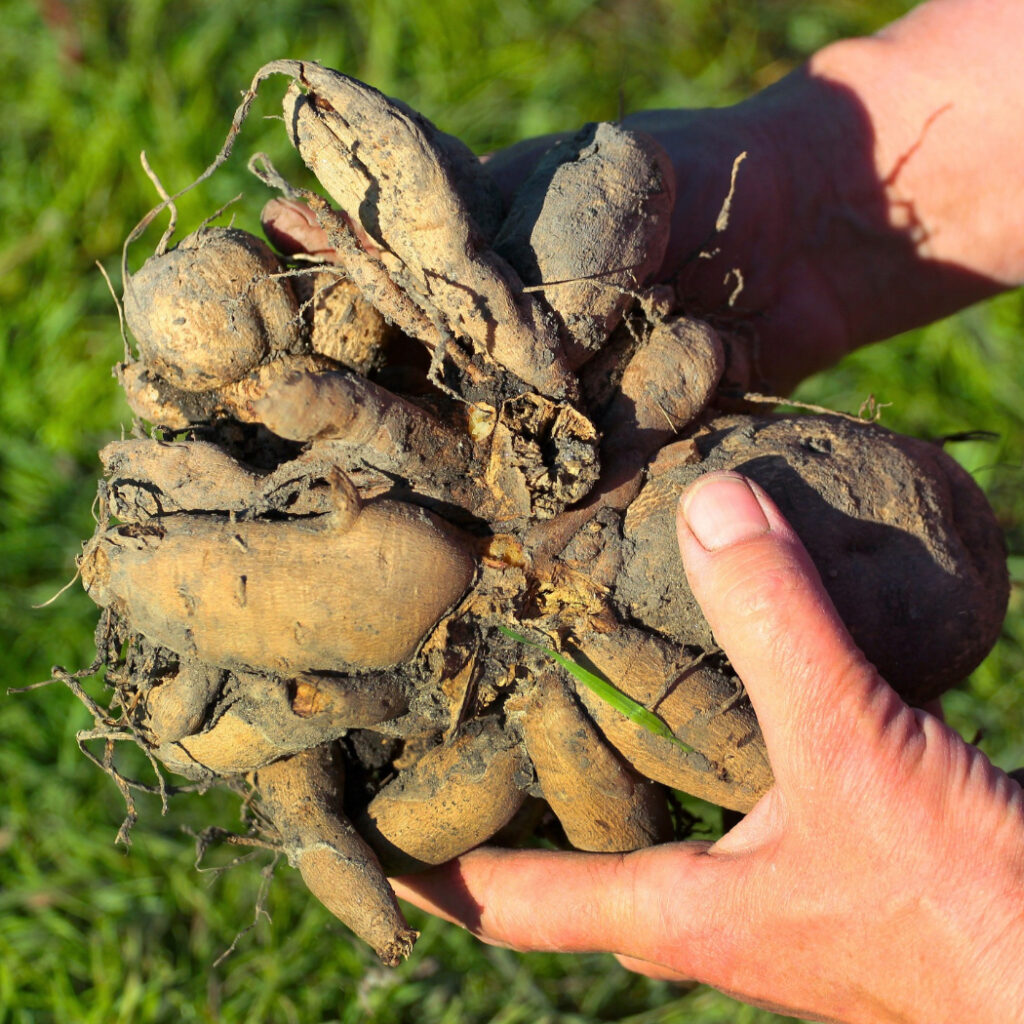 Dahlia Tubers