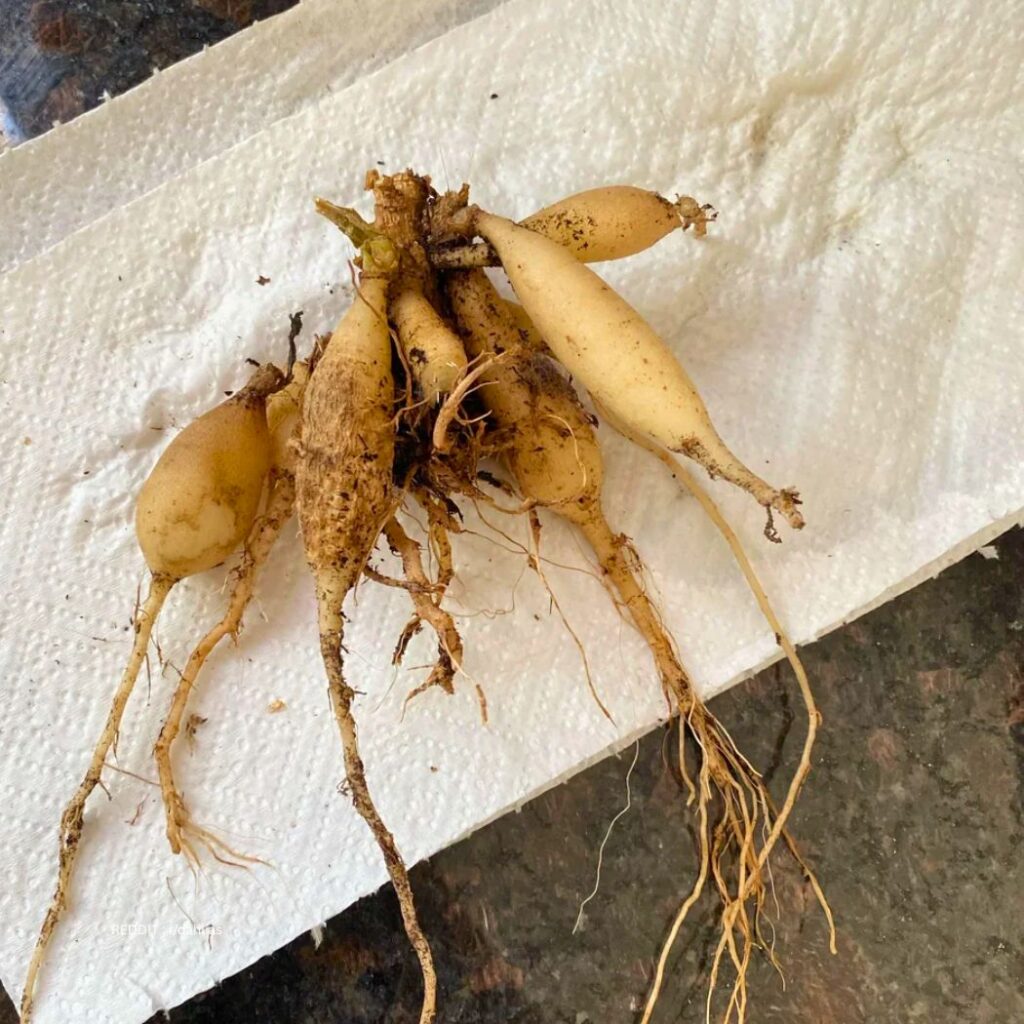 Dahlia Tubers 2