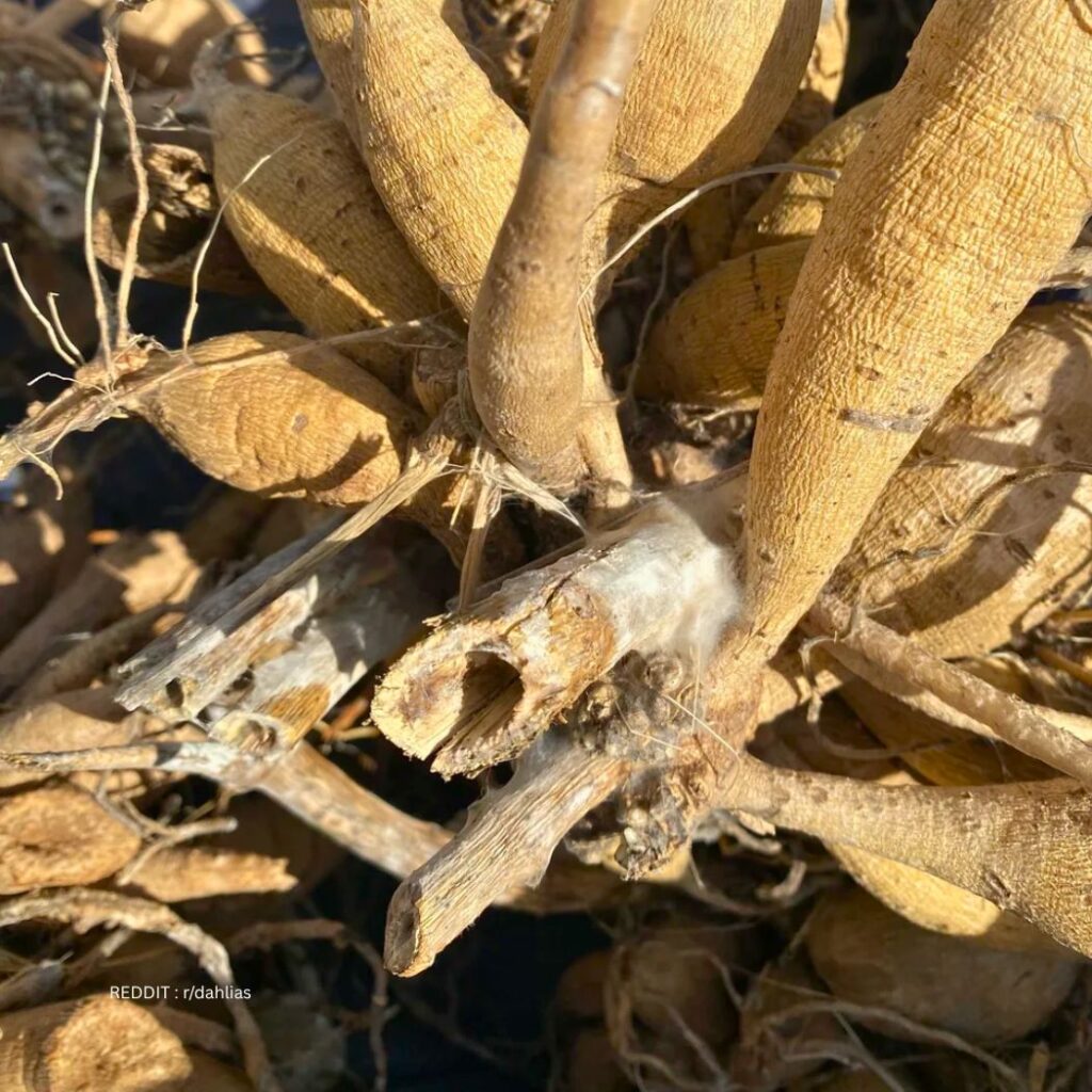 Dahlia Tubers Mould