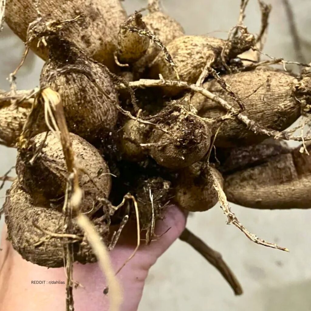 Dahlia Tubers Storage