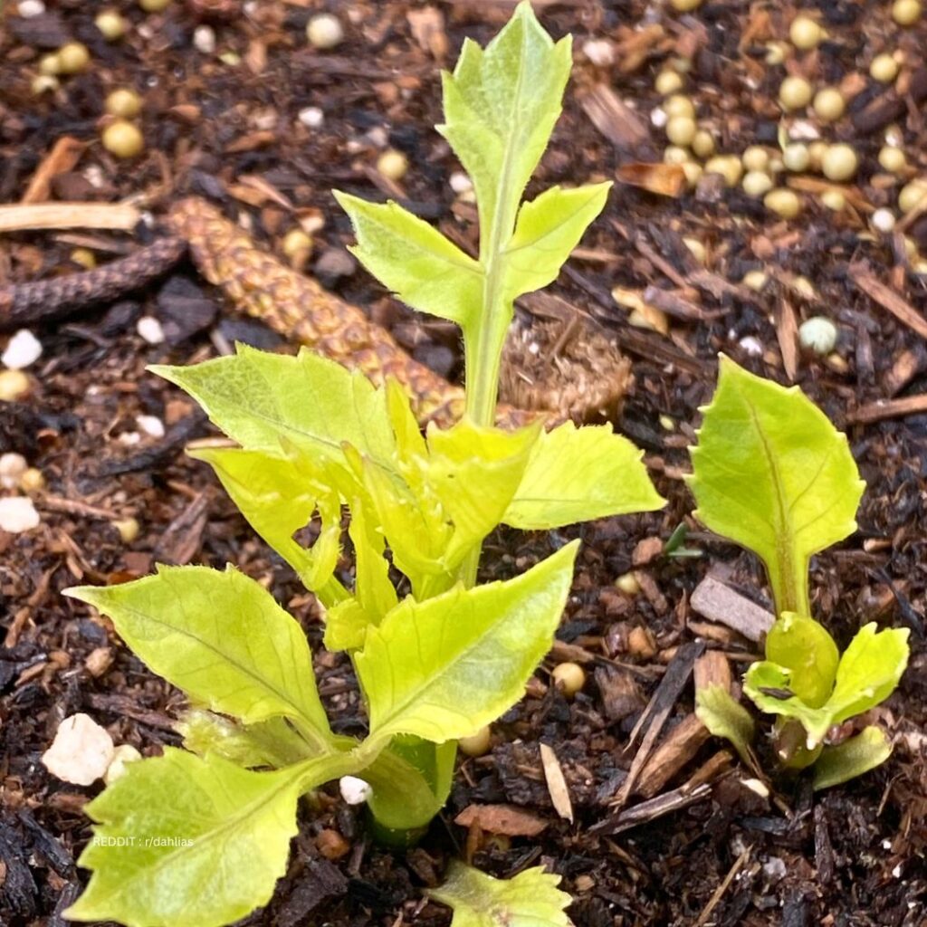 Dahlia Yellow Leaves