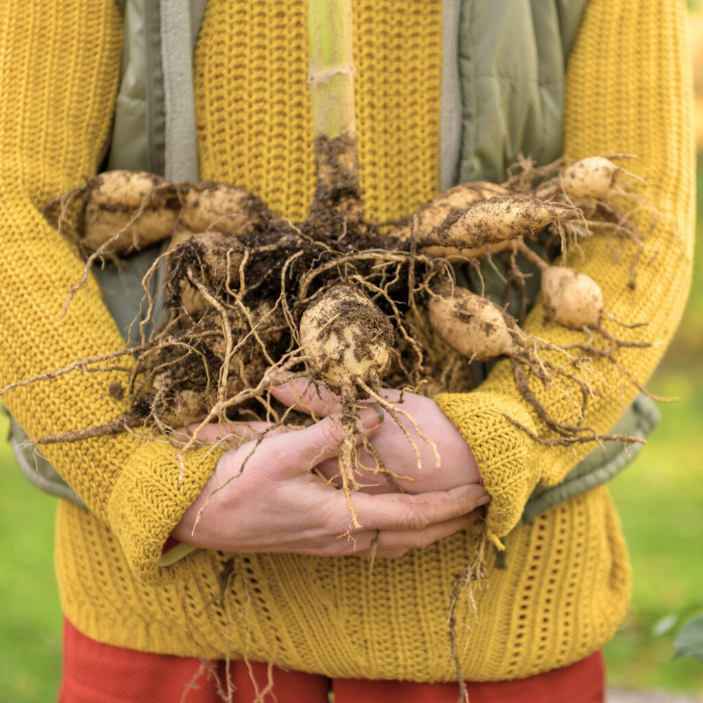 Dahlia bulbs in ground 2