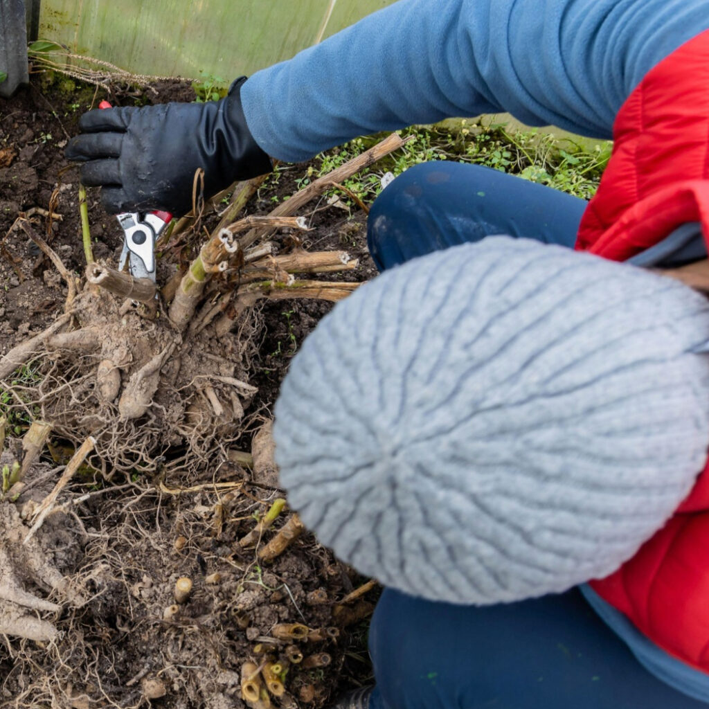 Dahlia bulbs in ground 3