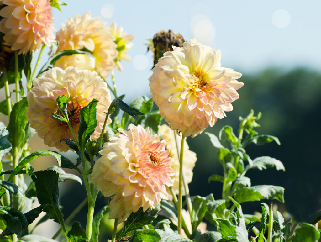 Dahlia flower in sunlight