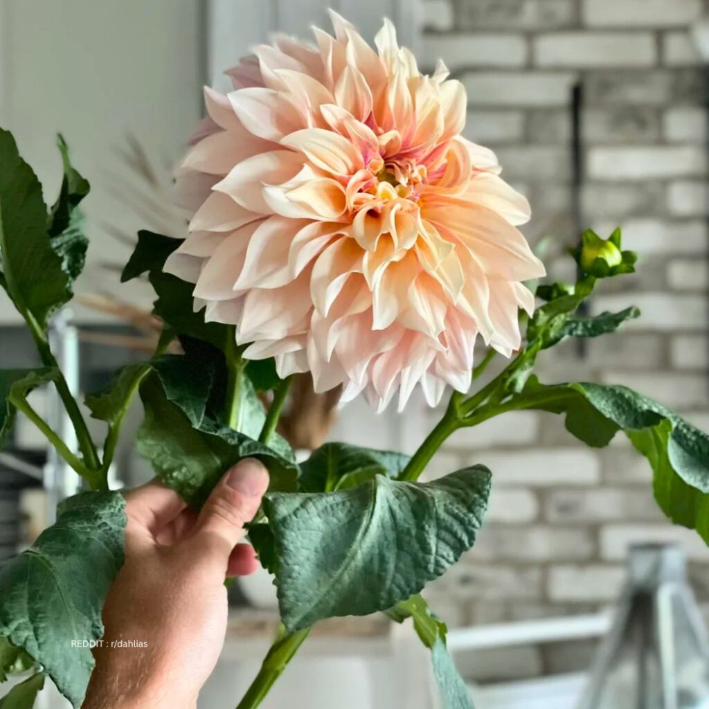 Dahlia in container