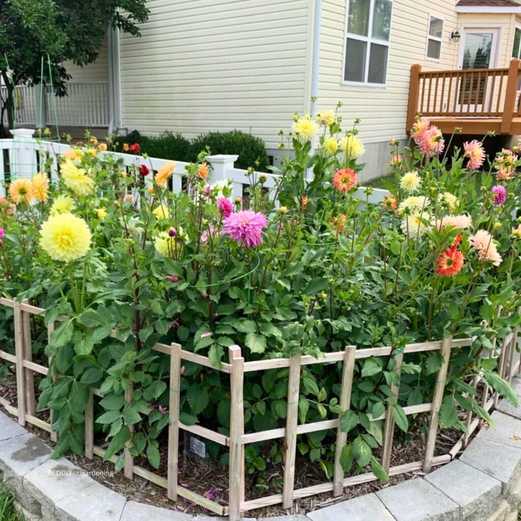 Dahlia in ground