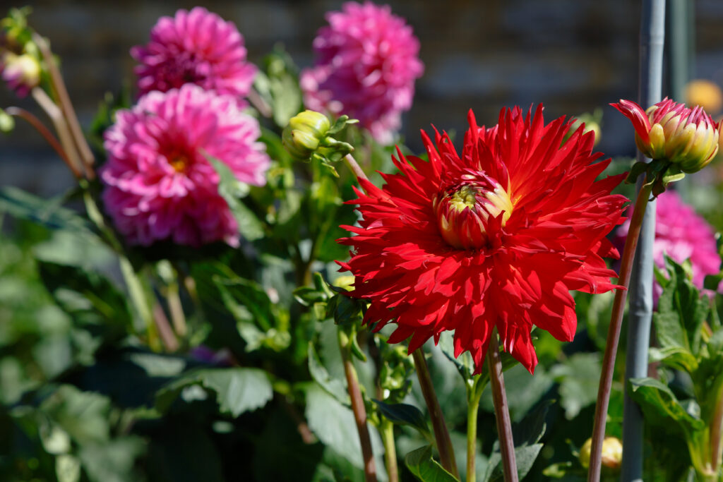 Dahlia in sunlight