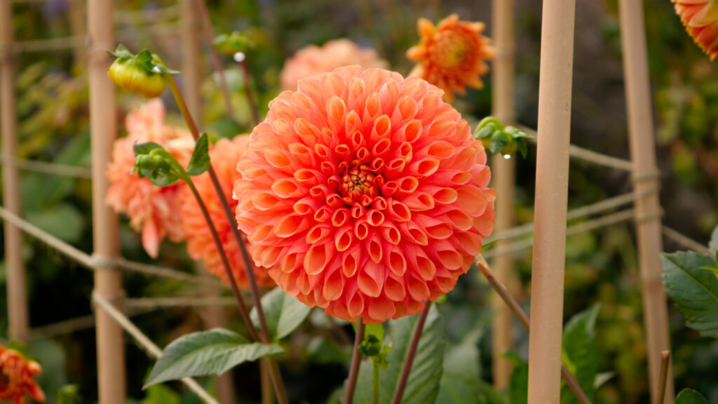 Dahlia on a Trellis