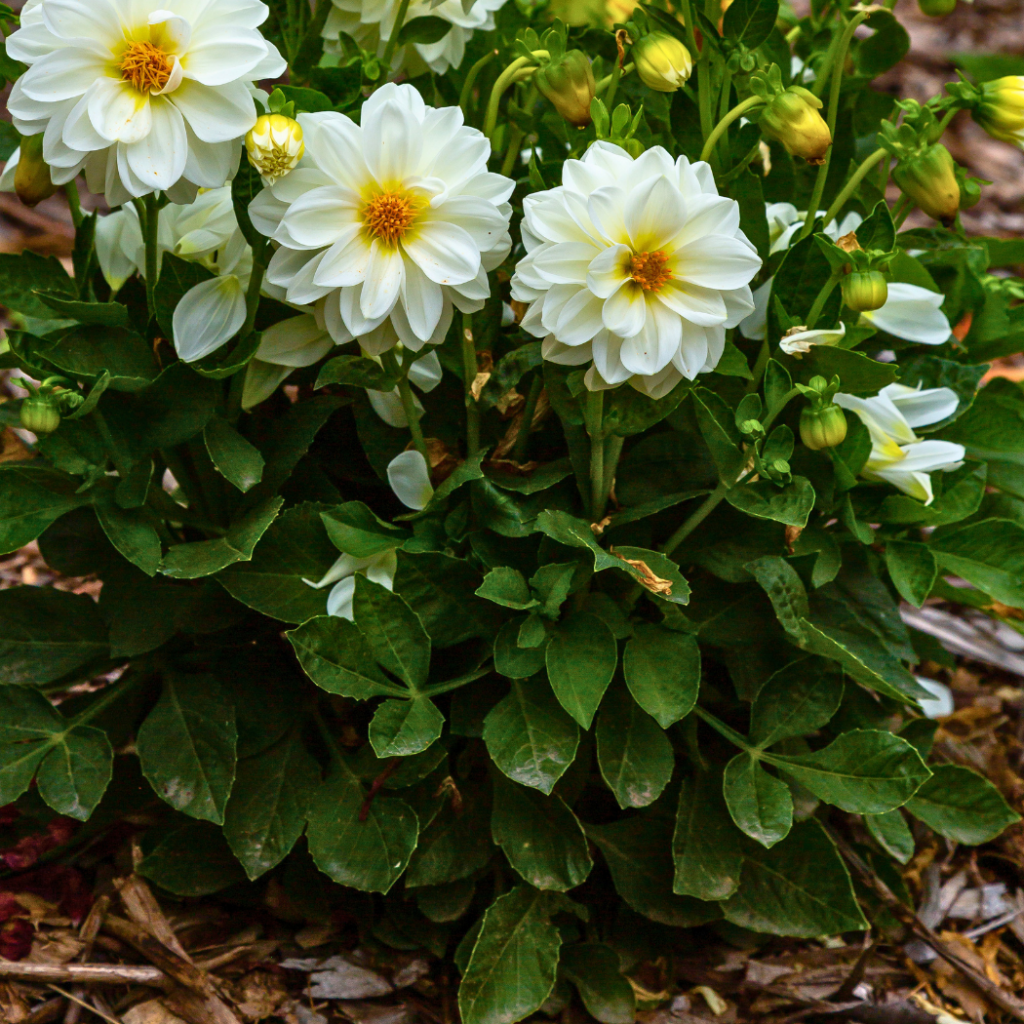 Dahlia on ground