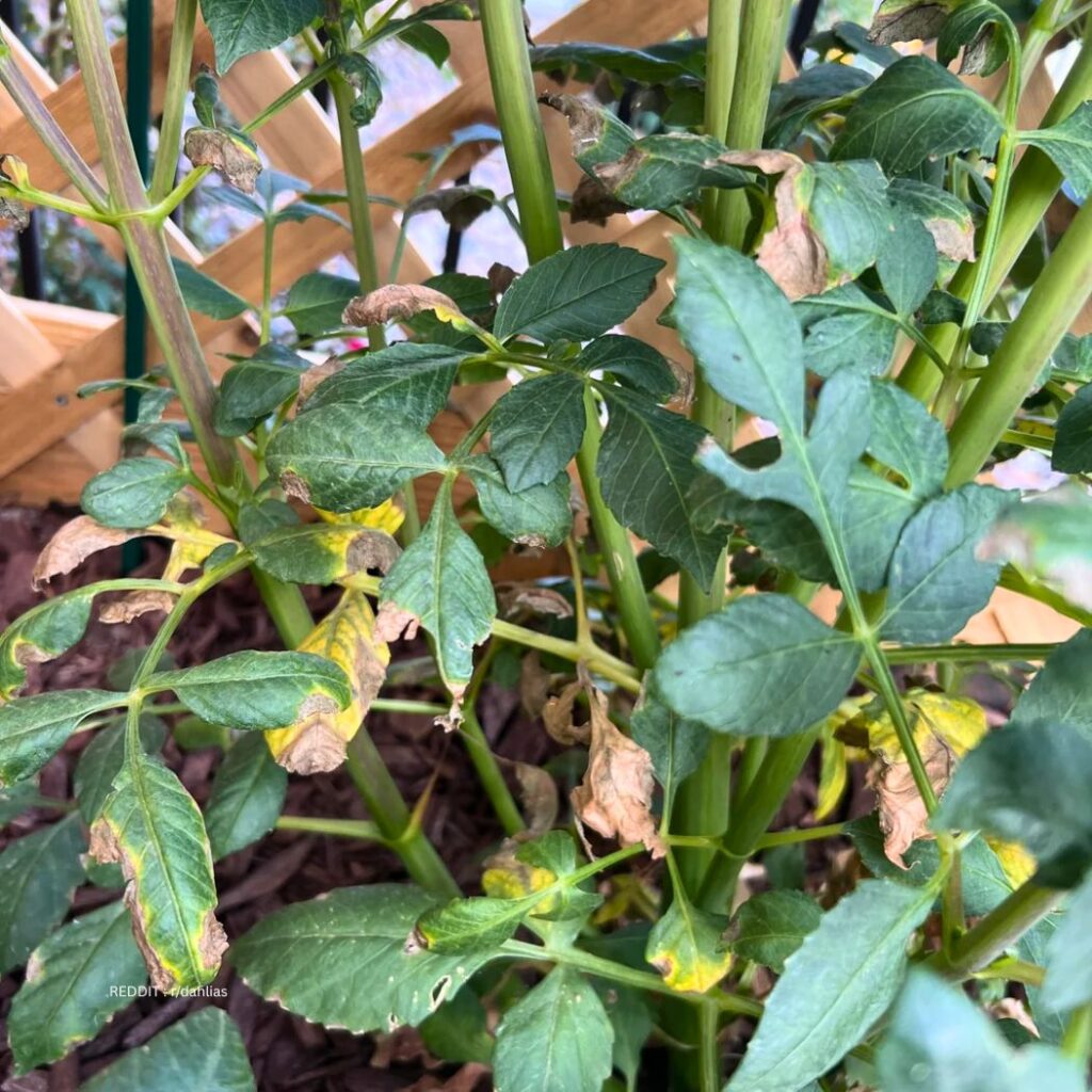 Dahlias Pest
