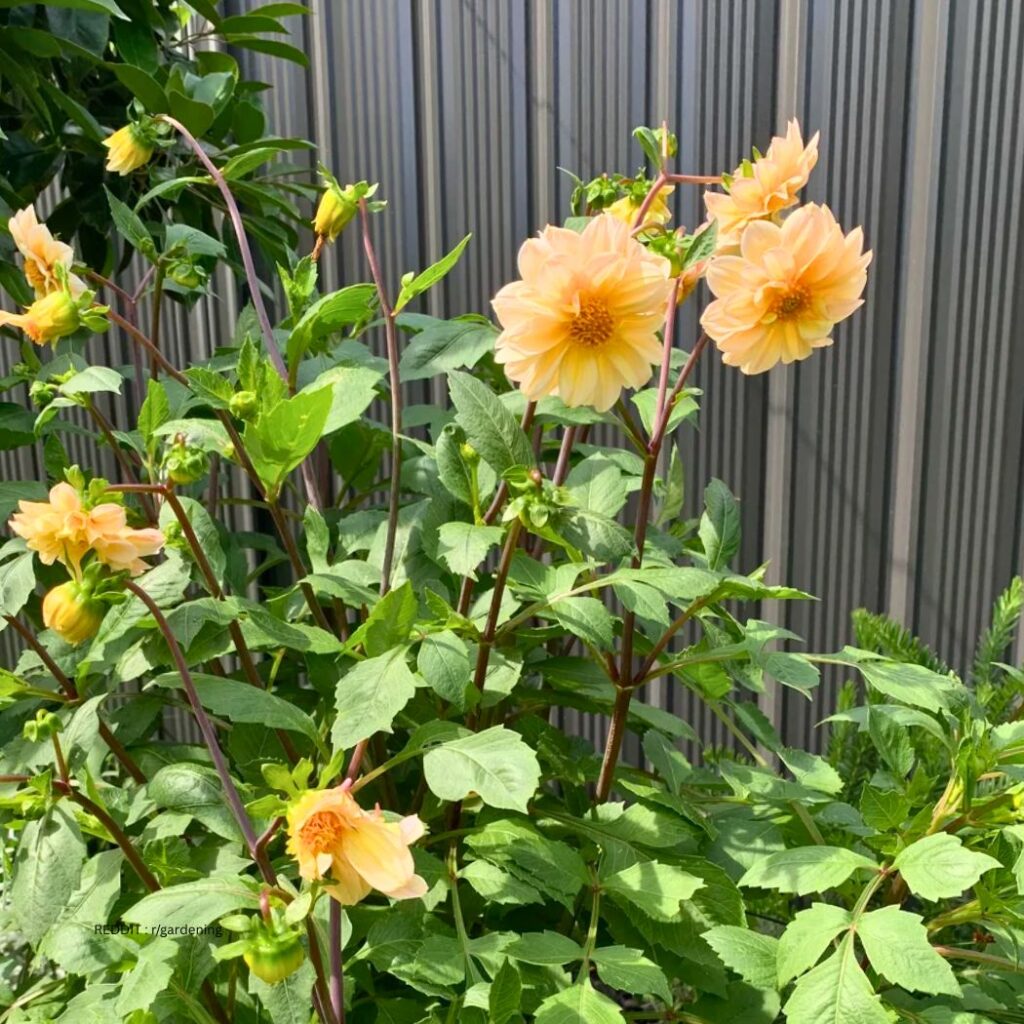 Dahlias from seeds 1