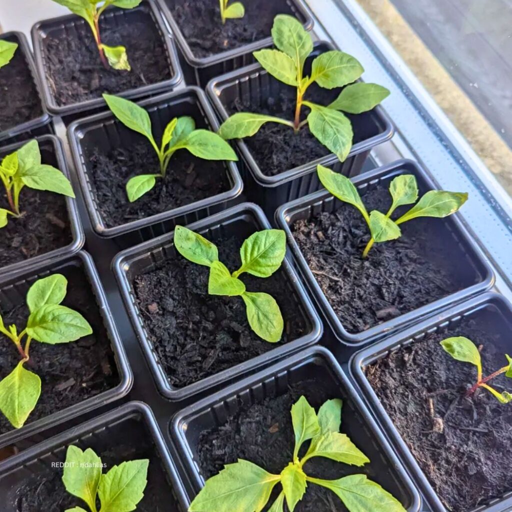 Dahlias from seeds