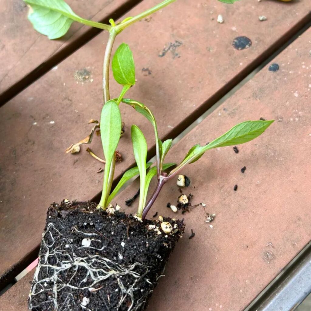 Dahlias from seeds 2
