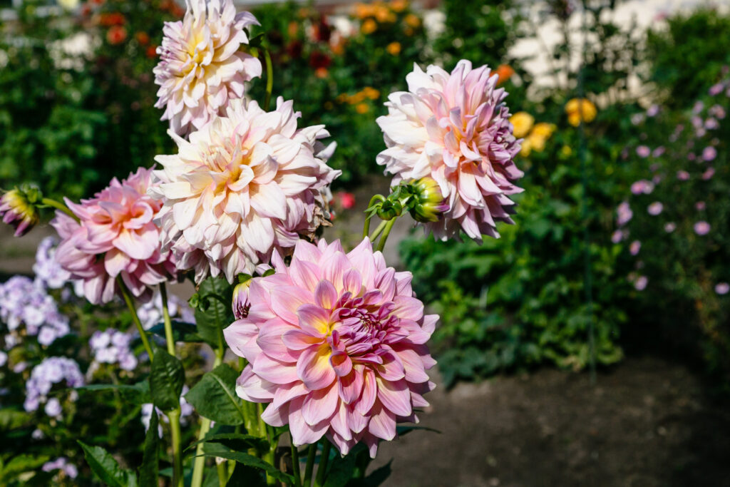 Dahlias in soil