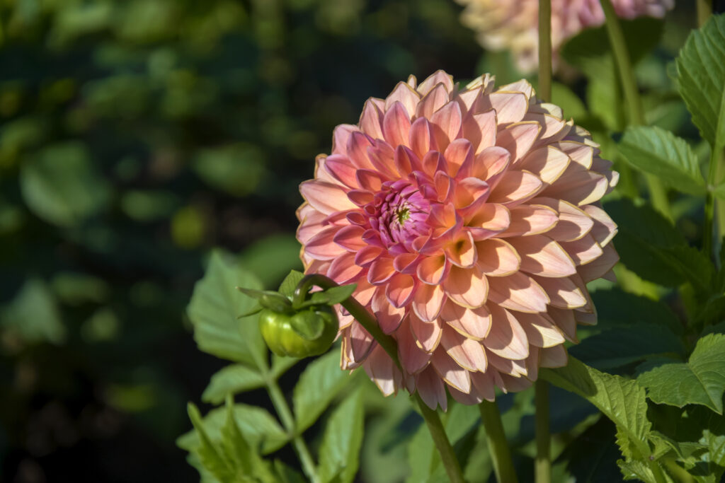 Dahlias in sunlight