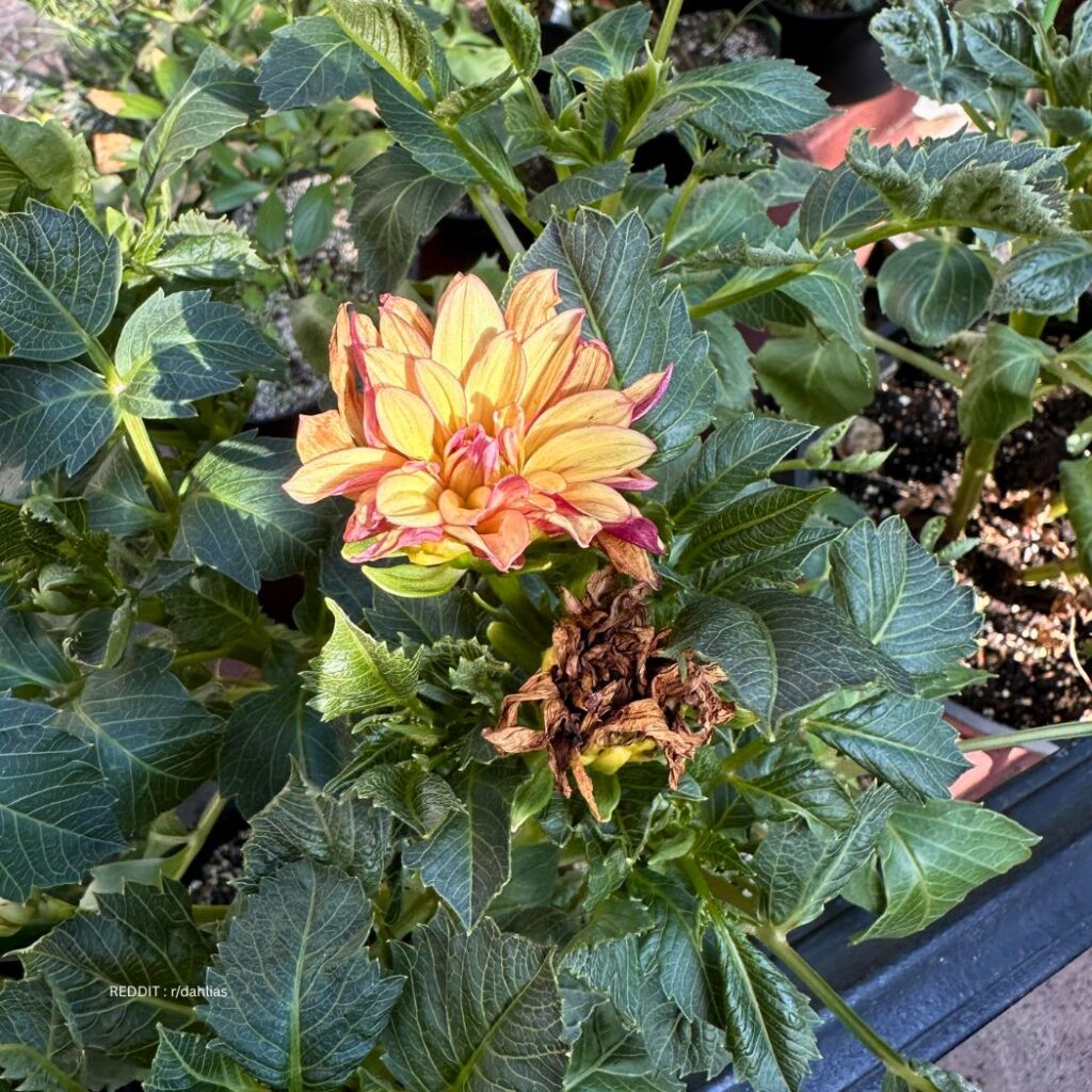 Dahlias not blooming 1