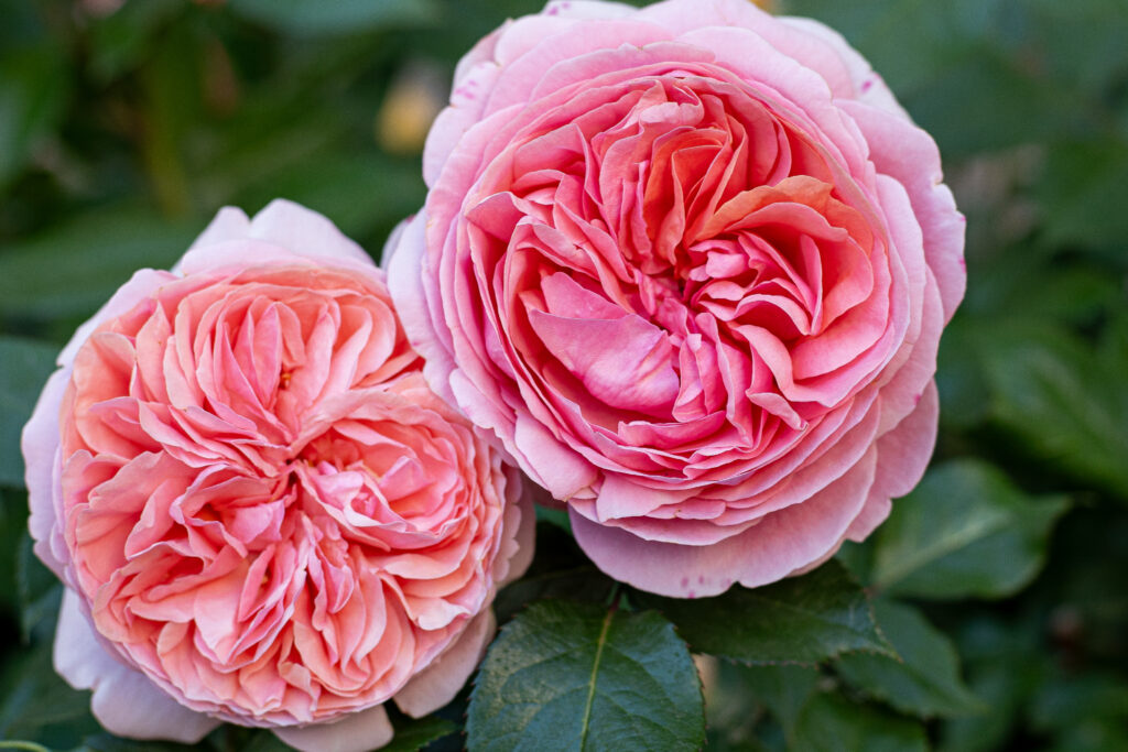 David Austin English roses
