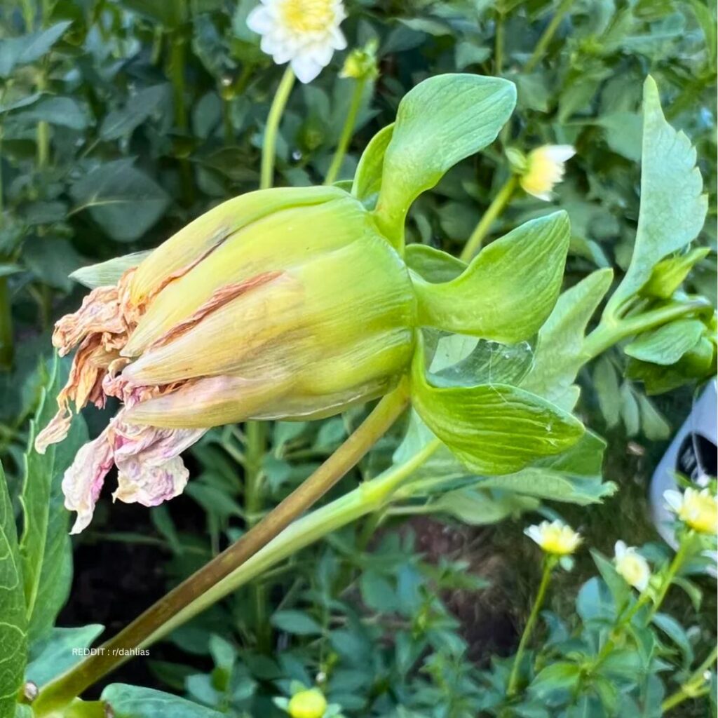 Deheading Dahlias